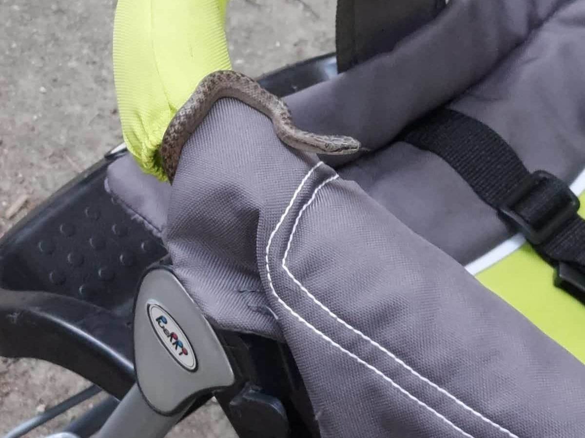 U kolicima deteta pronašao zmiju 