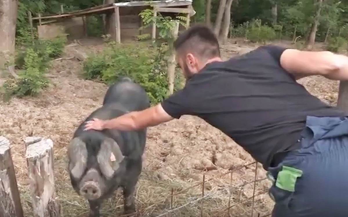  Fudbaler se vratio u Srbiju i gaji svinje  