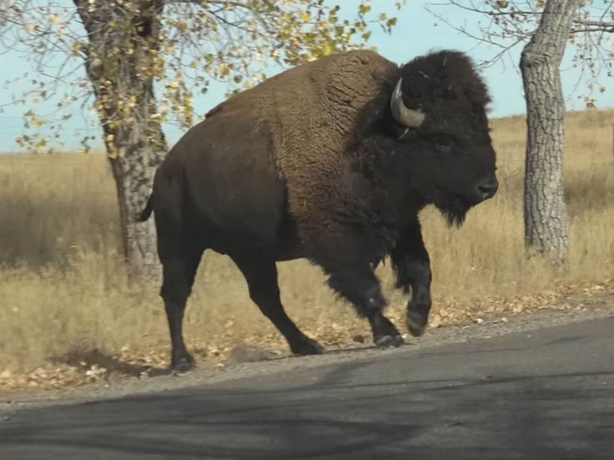  Napad bizona u Jeloustounu 