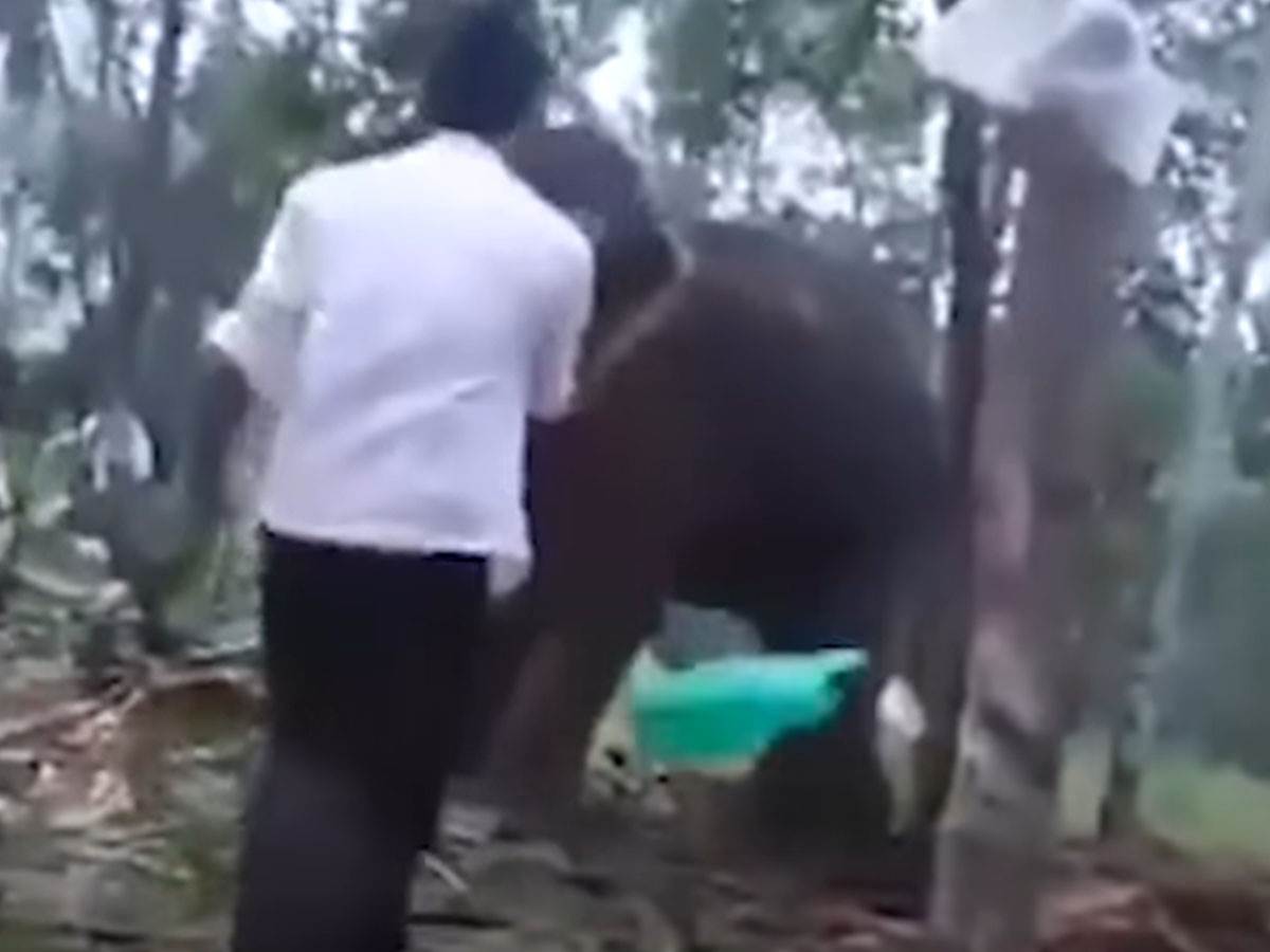  Slon izgazio ženu pa se vratio na njenu sahranu 