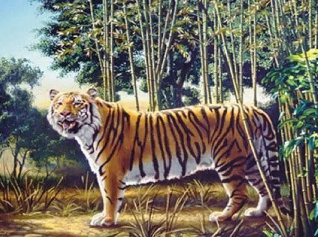  Optička iluzija sa skrivenim tigrom 