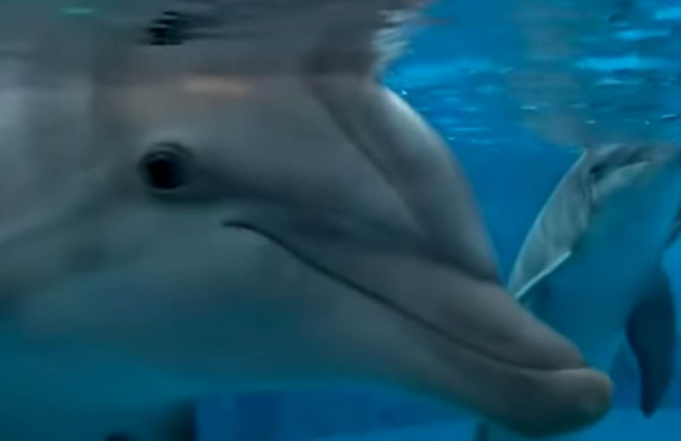  Delfin ubio čoveka  