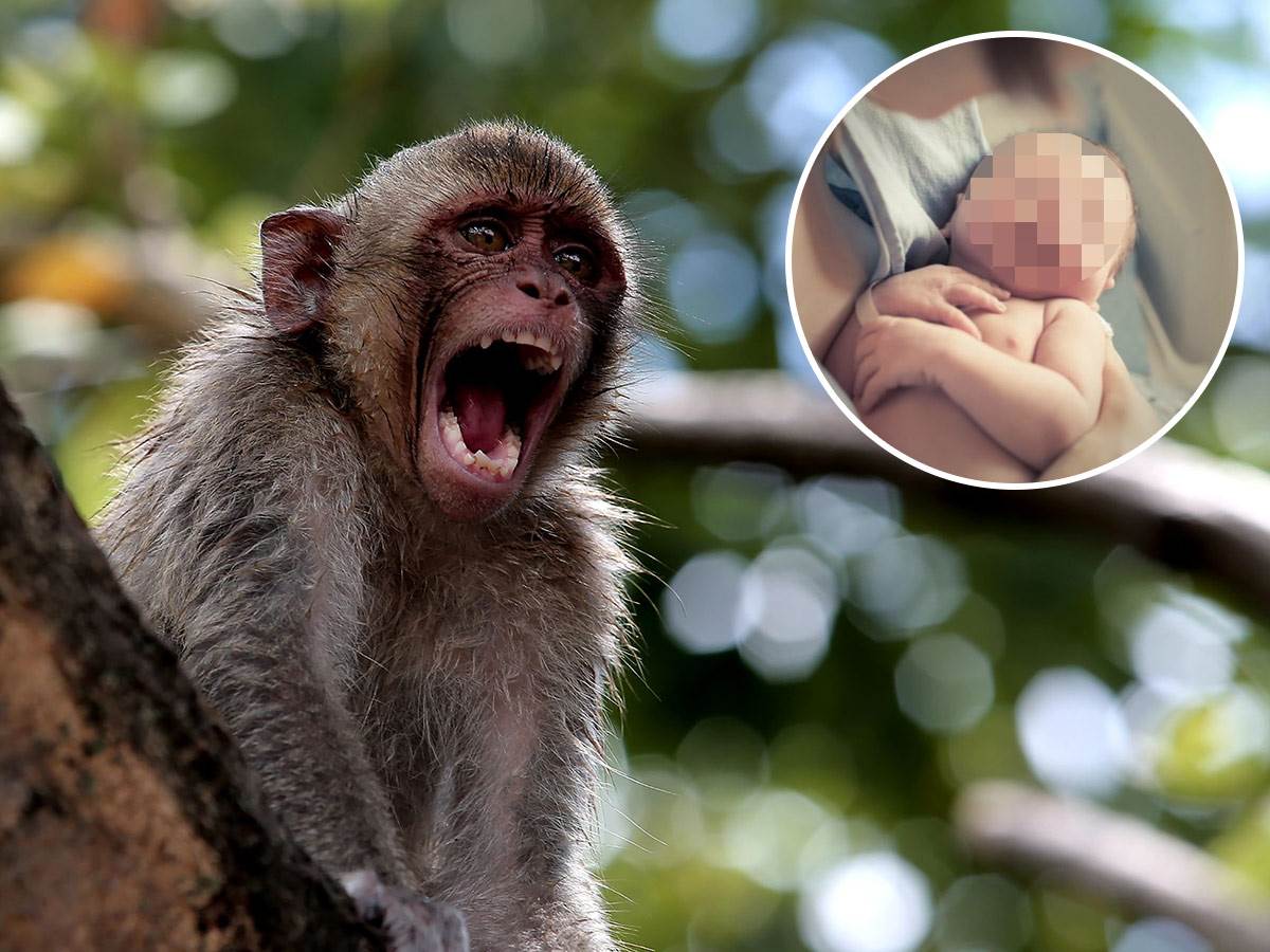  Majmuni oteli bebu od majke i ubili je 