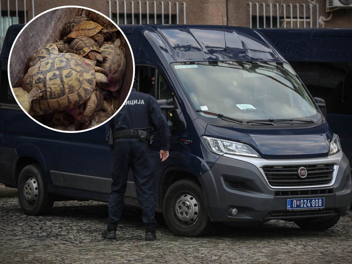  Policija pronašla 281 kornjaču u automobilu trojice albanaca 