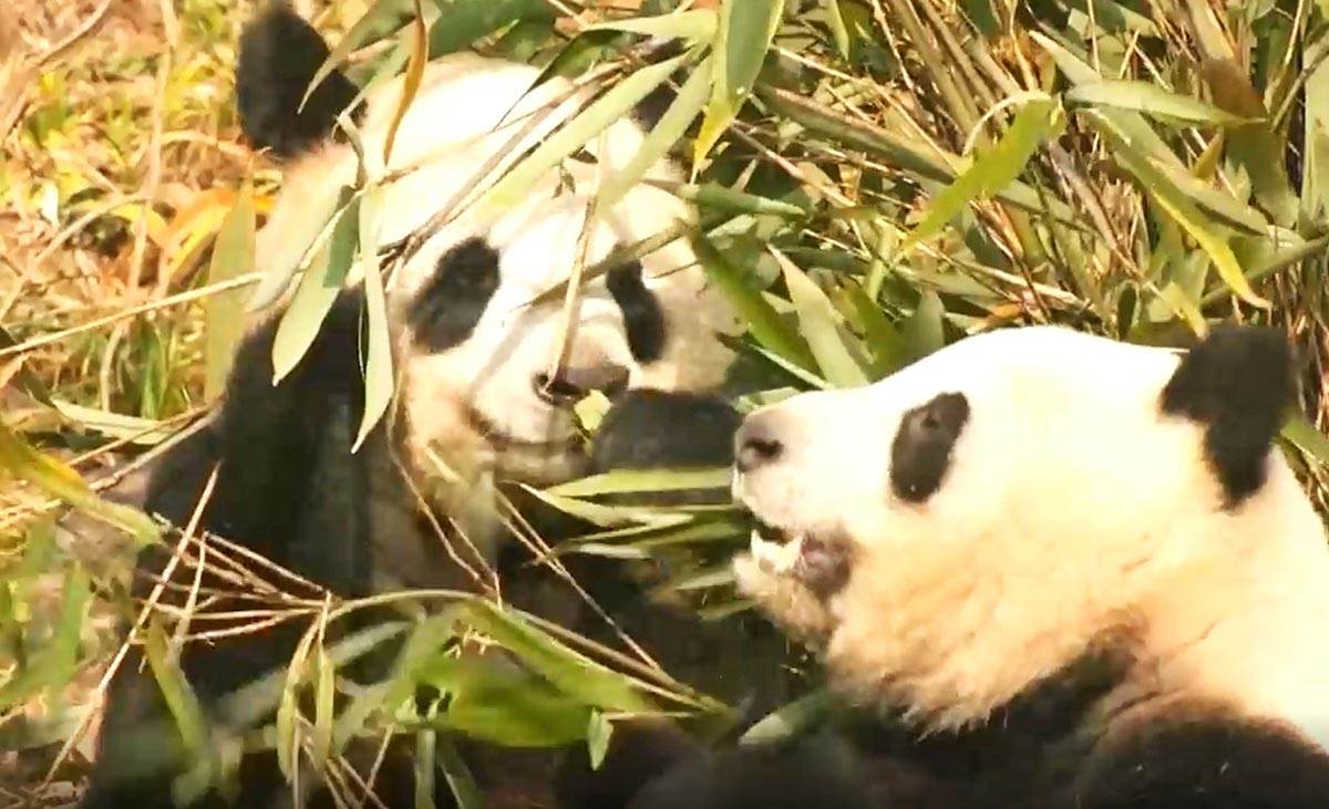  NOVO ISTRAŽIVANJE: Džinovske pande jele bambus još pre 6 miliona godina? VIDEO 