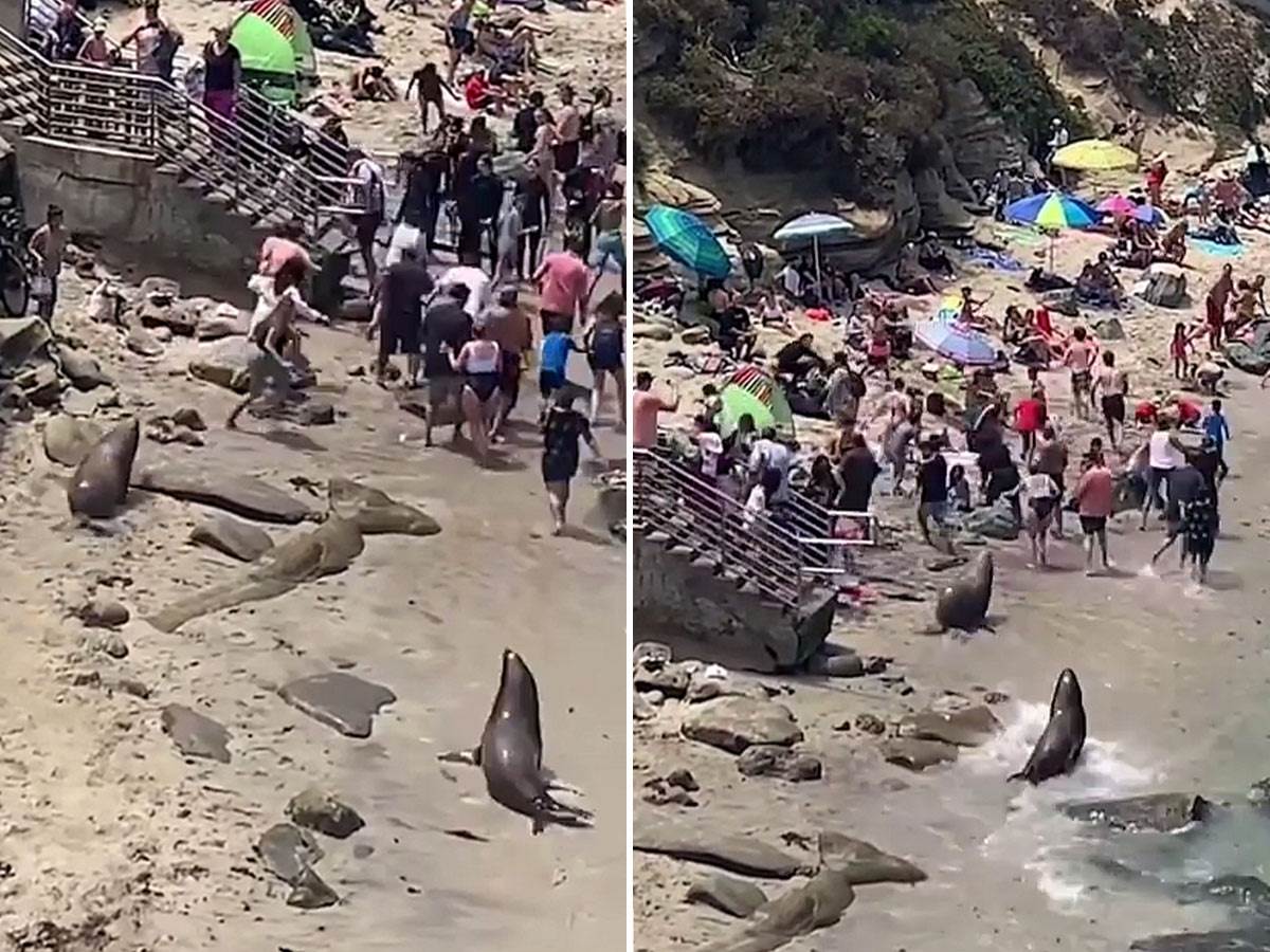  Morski lavovi pojurili kupače na plaži u Kaliforniji 