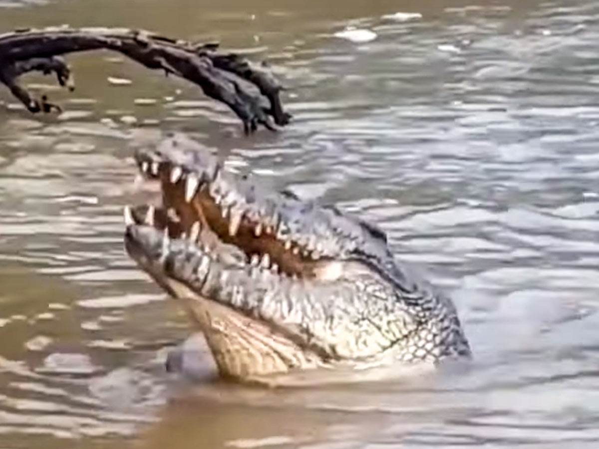  krokodil,-kuče.jpg 