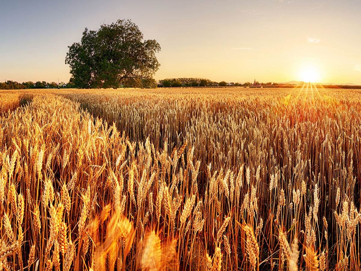  Ukida se zabrana izvoza pšenice i kukuruza 