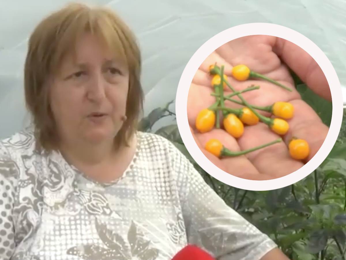 Svetlana kod Rume pokrenula neviđeni biznis: Uzgaja sortu koja košta 20.000€ za kilo, a traži samo da je zalivate!