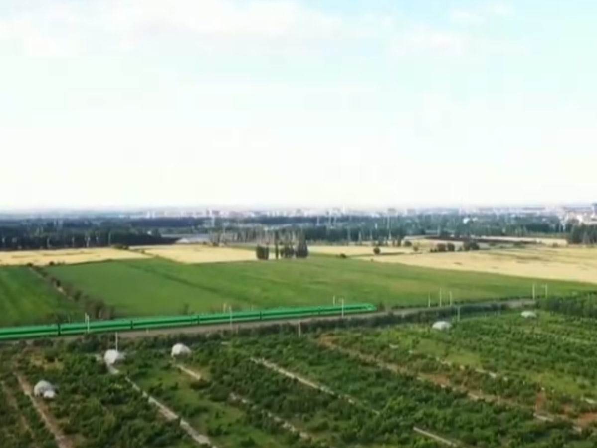  KINA: Ova izgleda berba bresaka u Sinđijangu VIDEO 