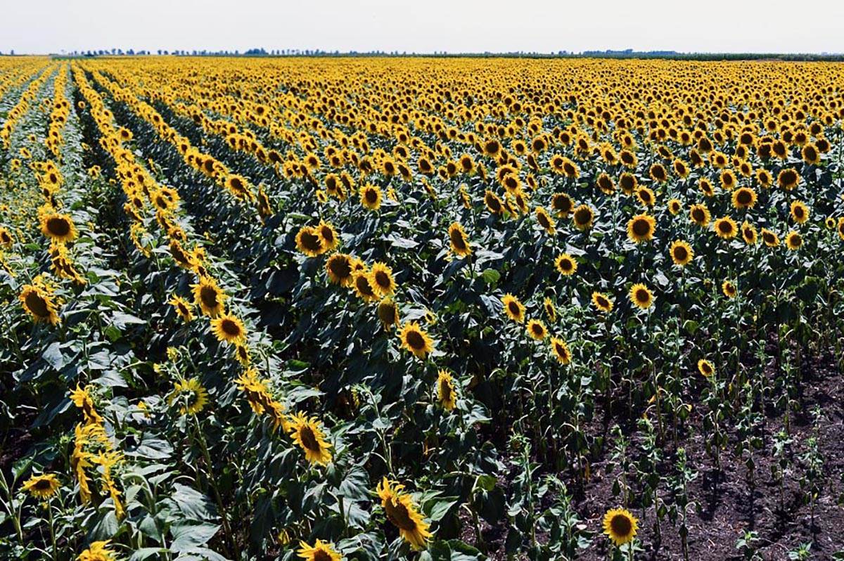  Poljoprivrednici i Vlada Srbije postigli dogovor o prodajnoj ceni suncokreta 