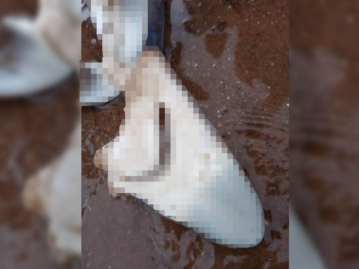  Glava ajkule pronađena na plaži 