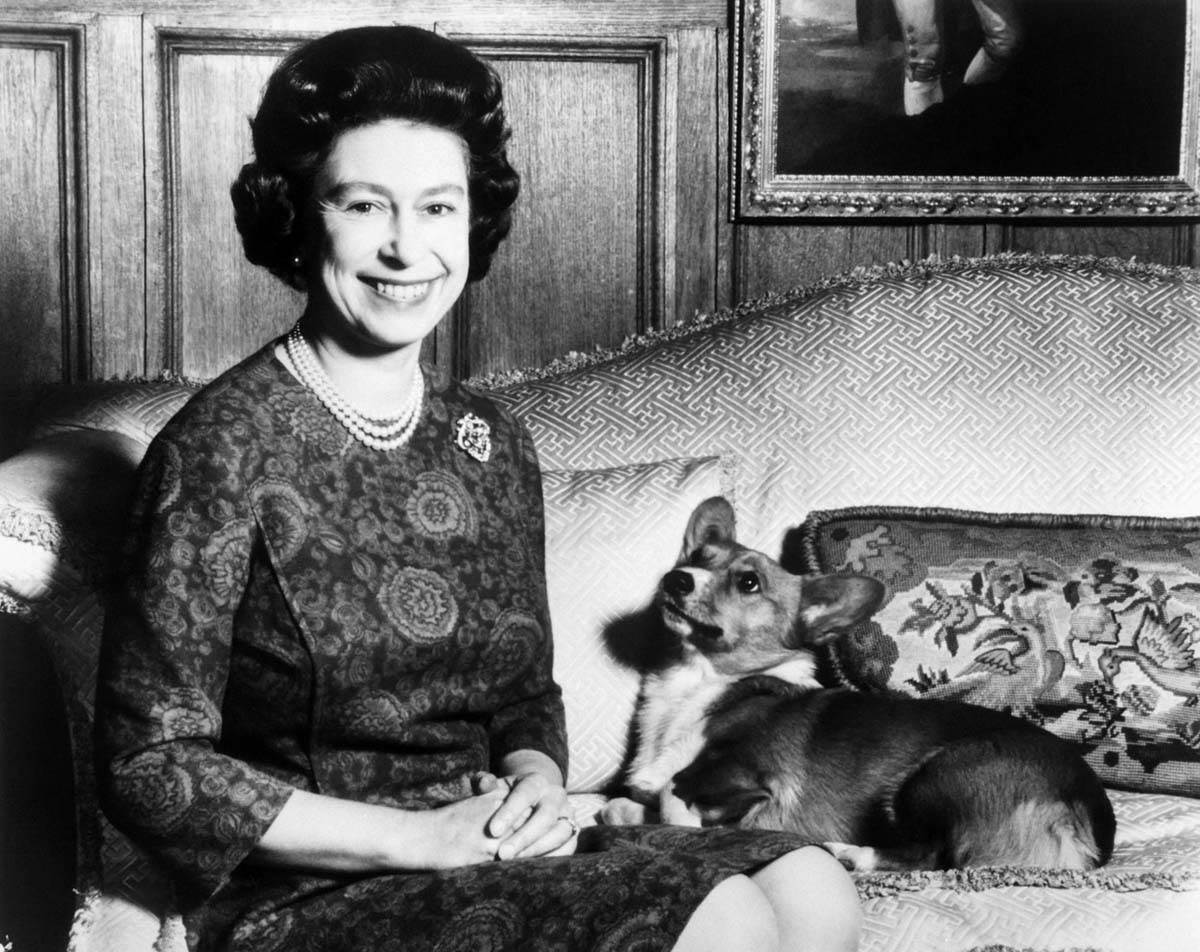  Kraljica Elizabeta prestala da uzgaja pse zbog straha od smrti 