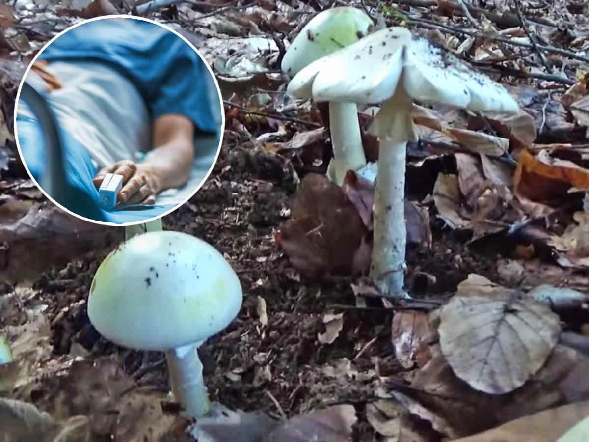  Vladan pitao baku da li su gljive otrovne 