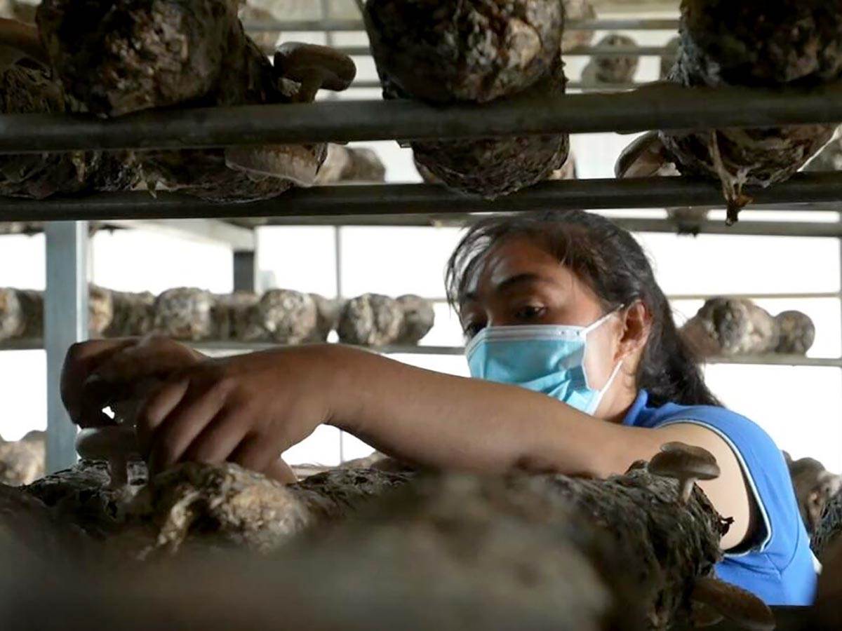  Sinđijang: Male pečurke doprinose povećanju prihoda! VIDEO 