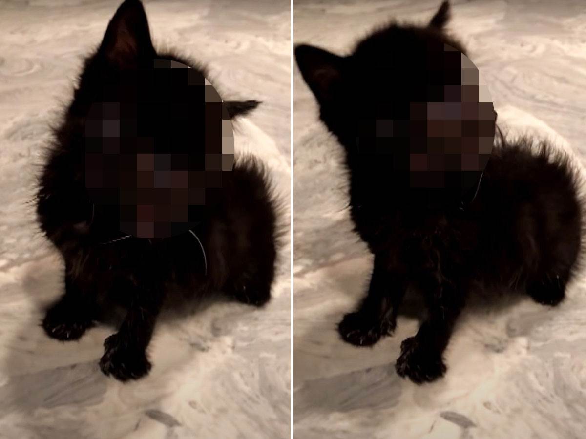  Dečak iz Kragujevca masakrirao mačku 