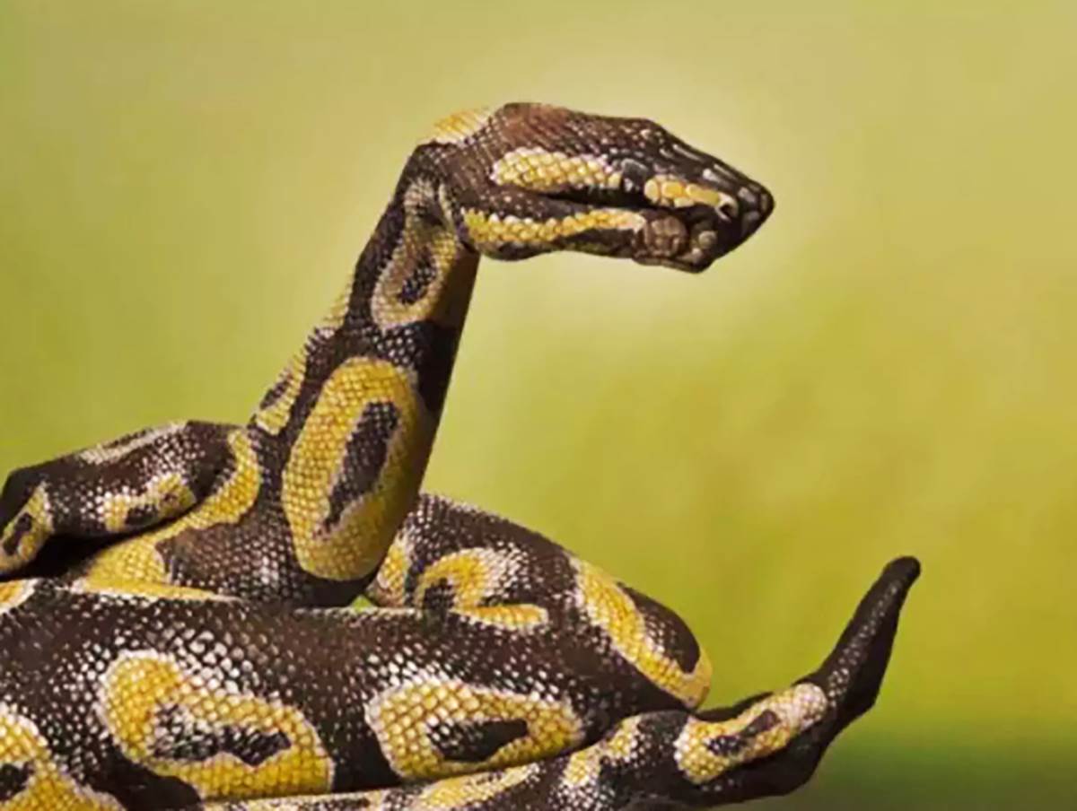  Optička iluzija zmija na slici 