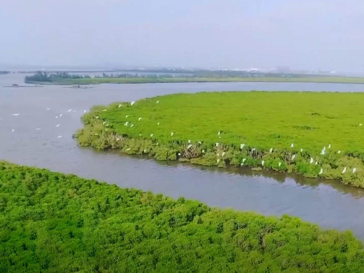  Više od polovina kineskih mangrovskih šuma pod zaštitom 