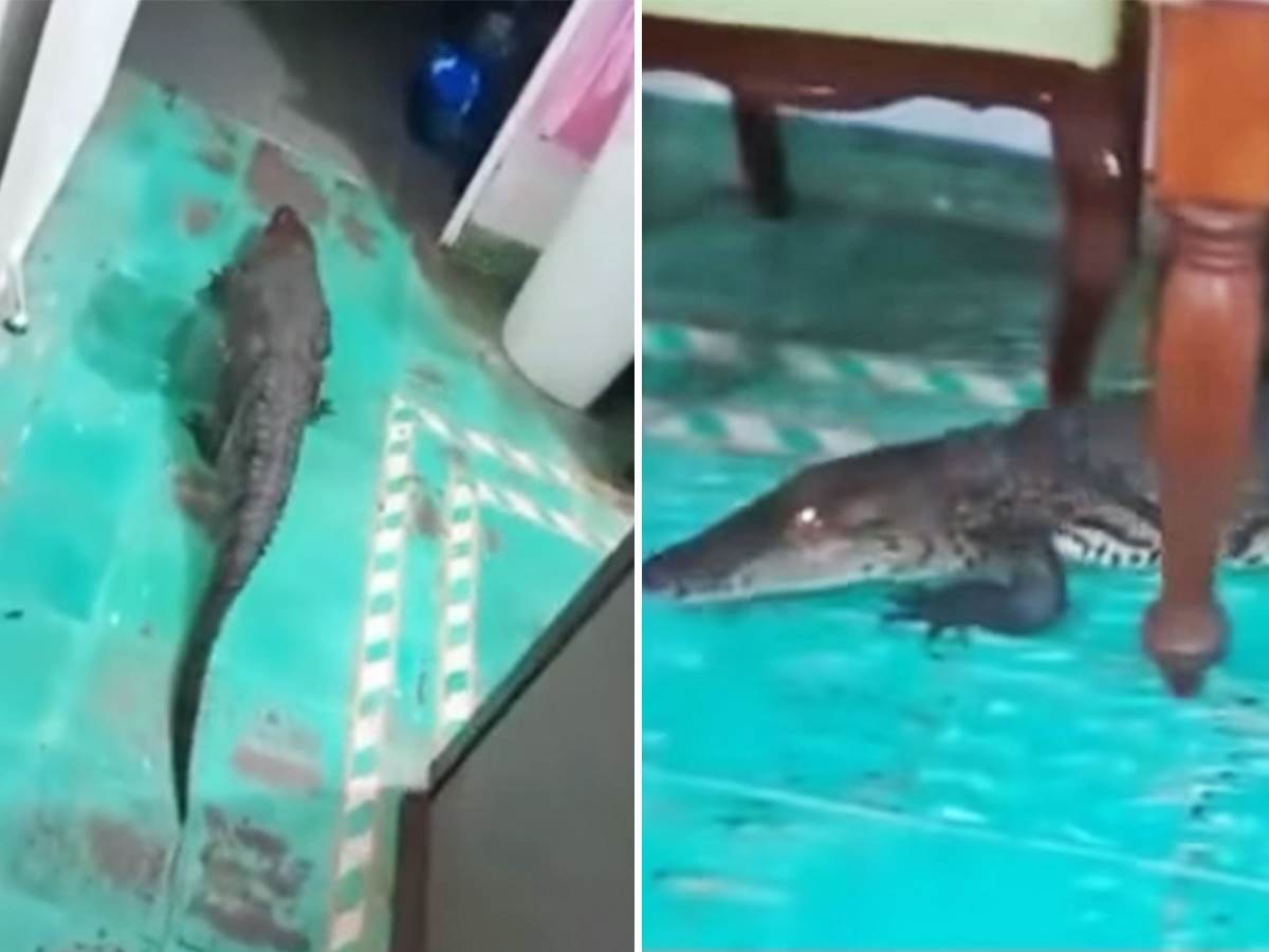  Krokodil ispod kauča u kući u Meksiku 