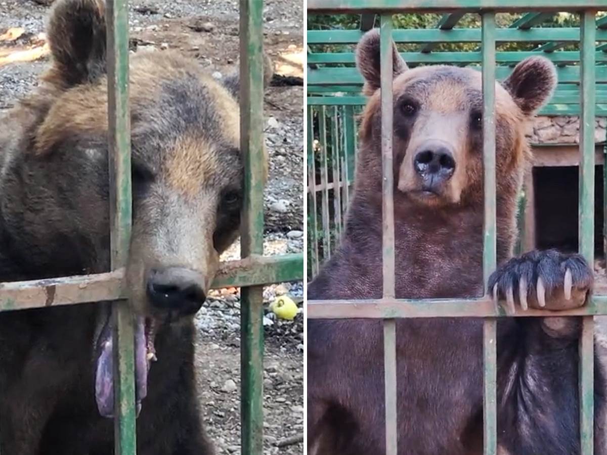  Medved živi u užasnim uslovima u Crnoj Gori 