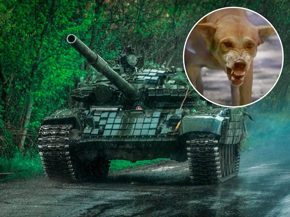  Rusija obučava pse lutalice da budu kamikaze 