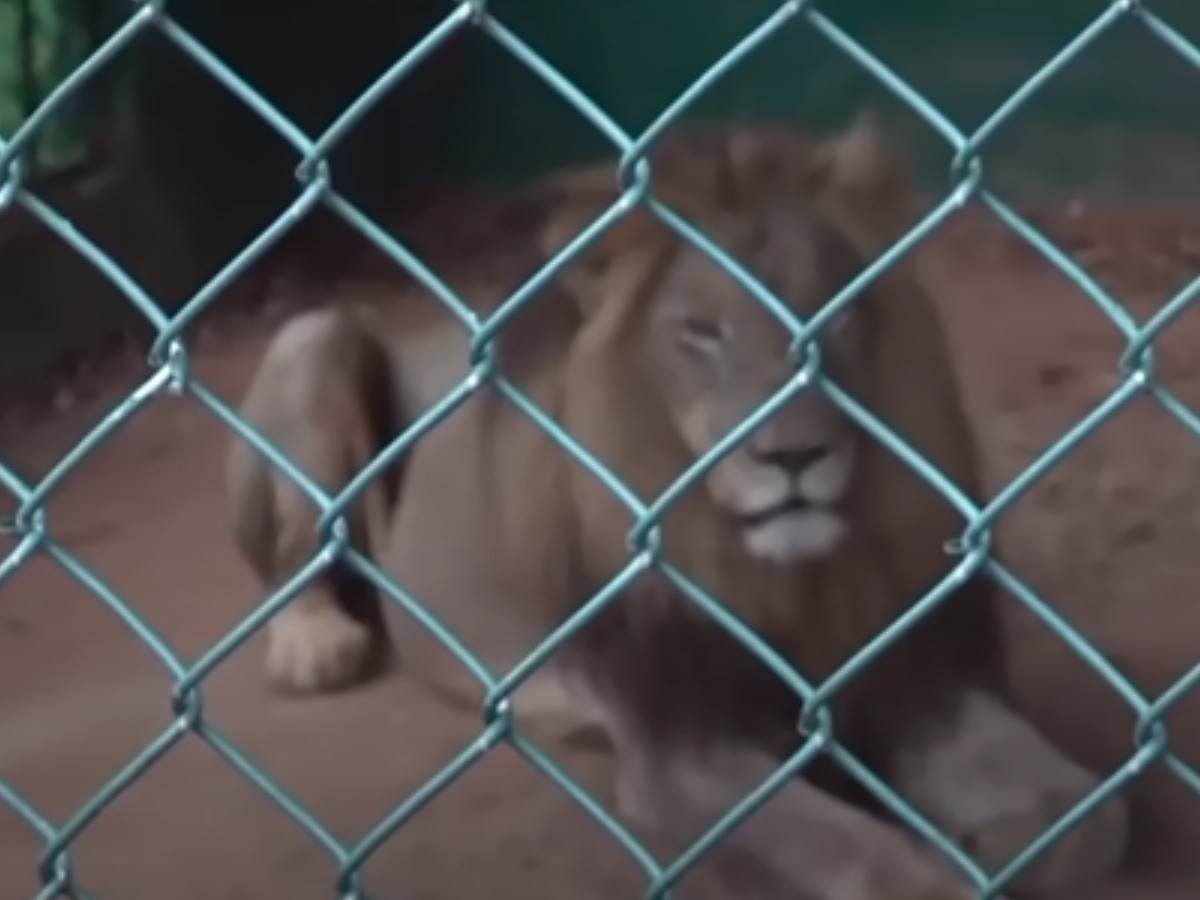  Žena skočila u kavez sa lavom u Rusiji 