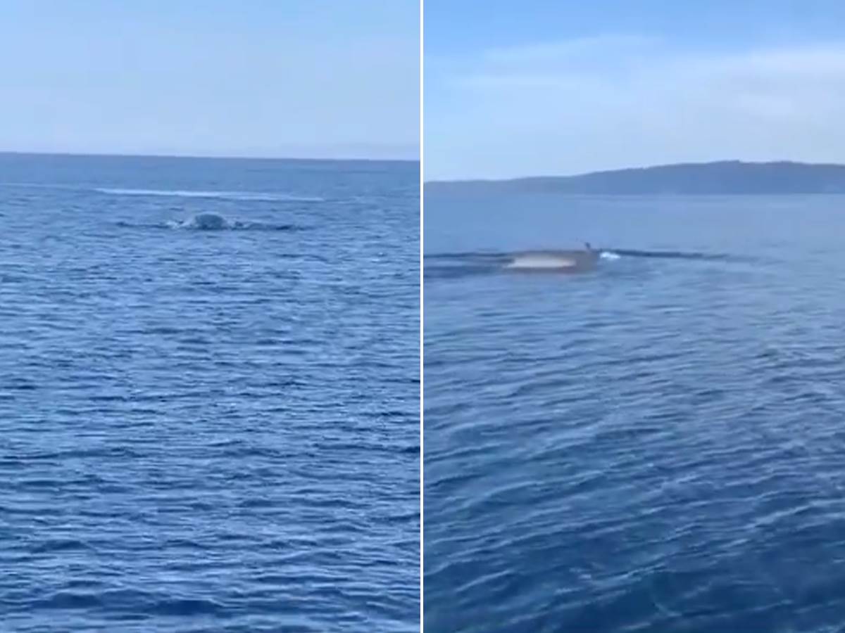  Veliki kit u Jadranskom moru 