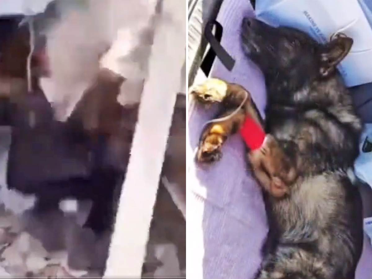  Meksički pas poginuo spasavajući ljude u Turskoj 