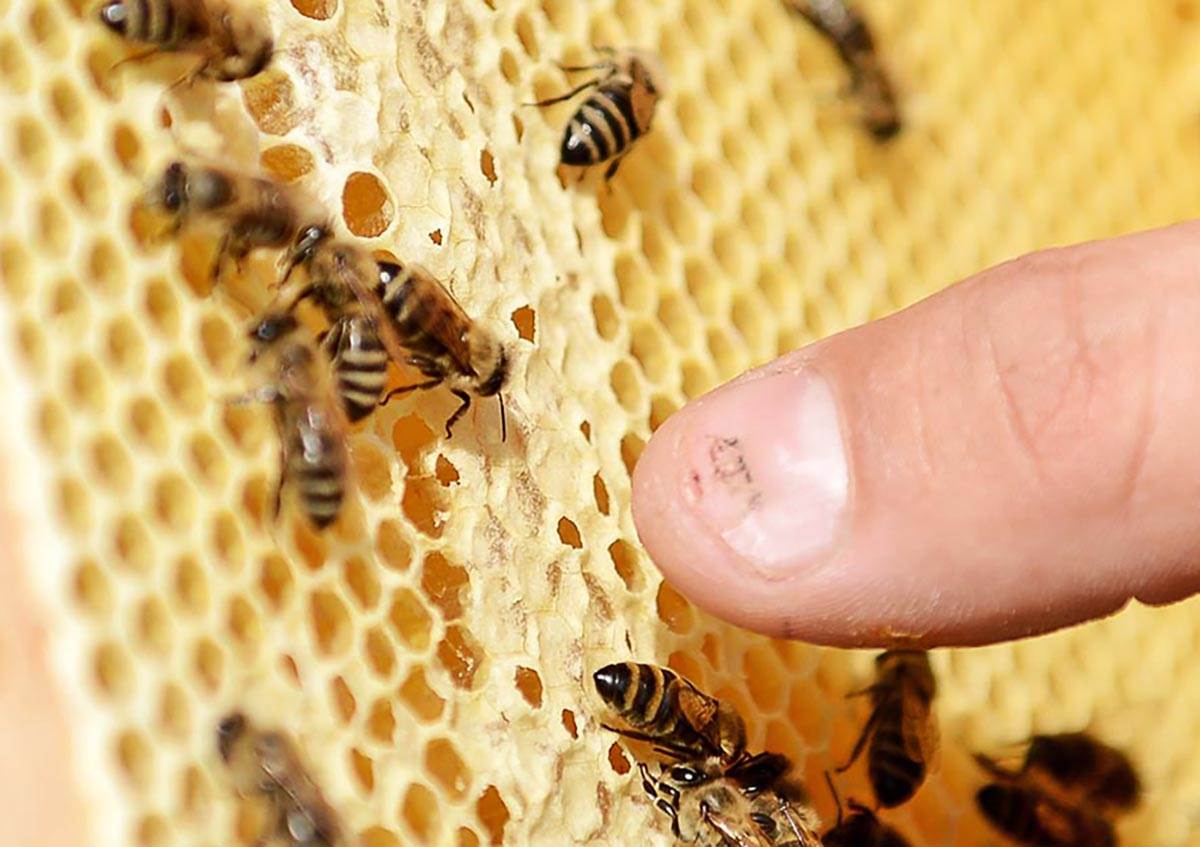  Simptomi ujeda ose pčele i stršljena 