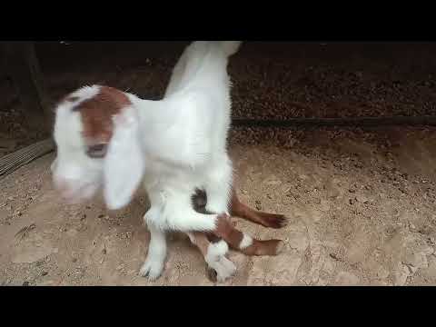  Na Filipinima rođena koza sa osam nogu 