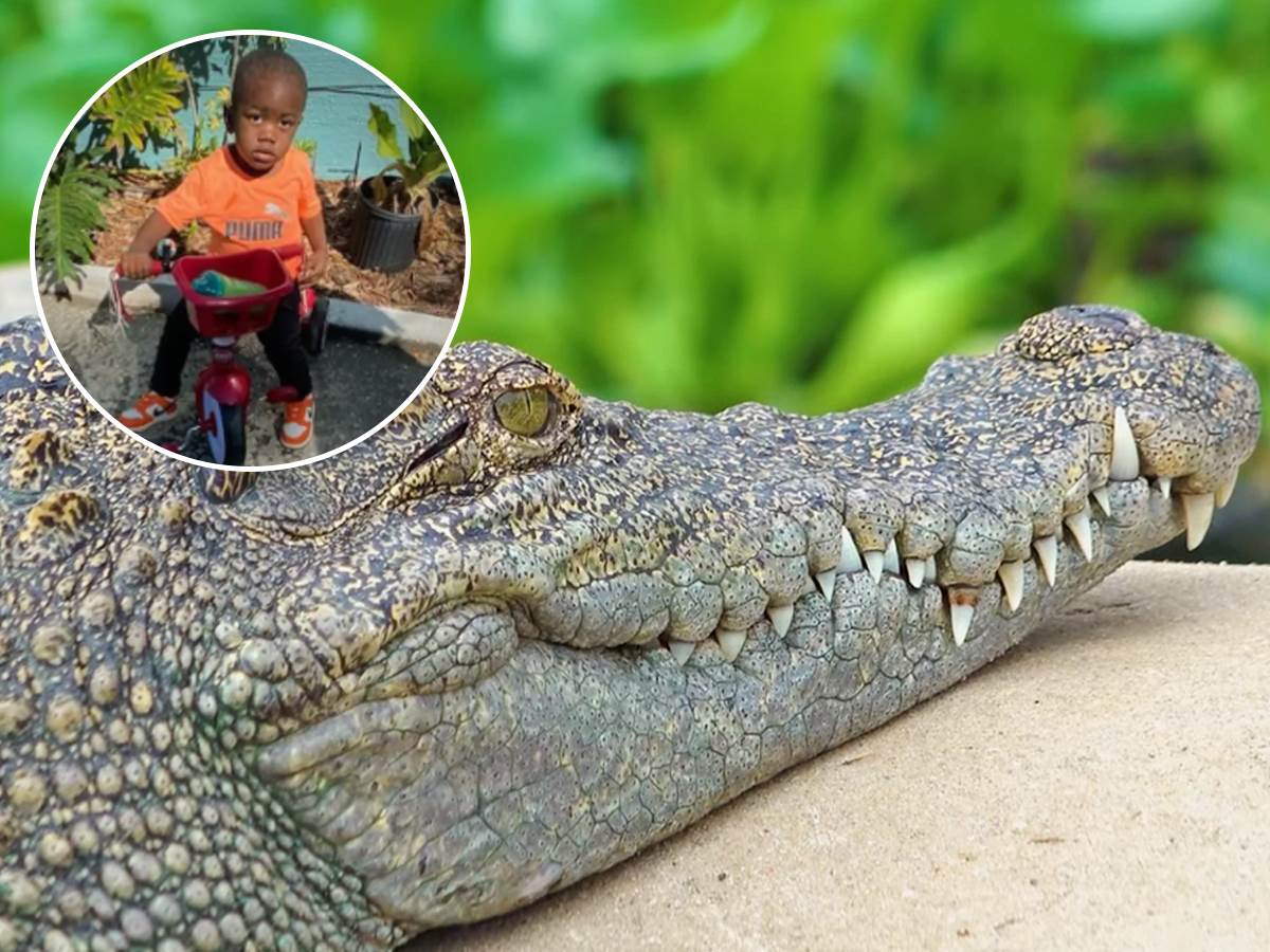  Telo dečaka pronađeno u aligatoru majka ubijena u stanu 