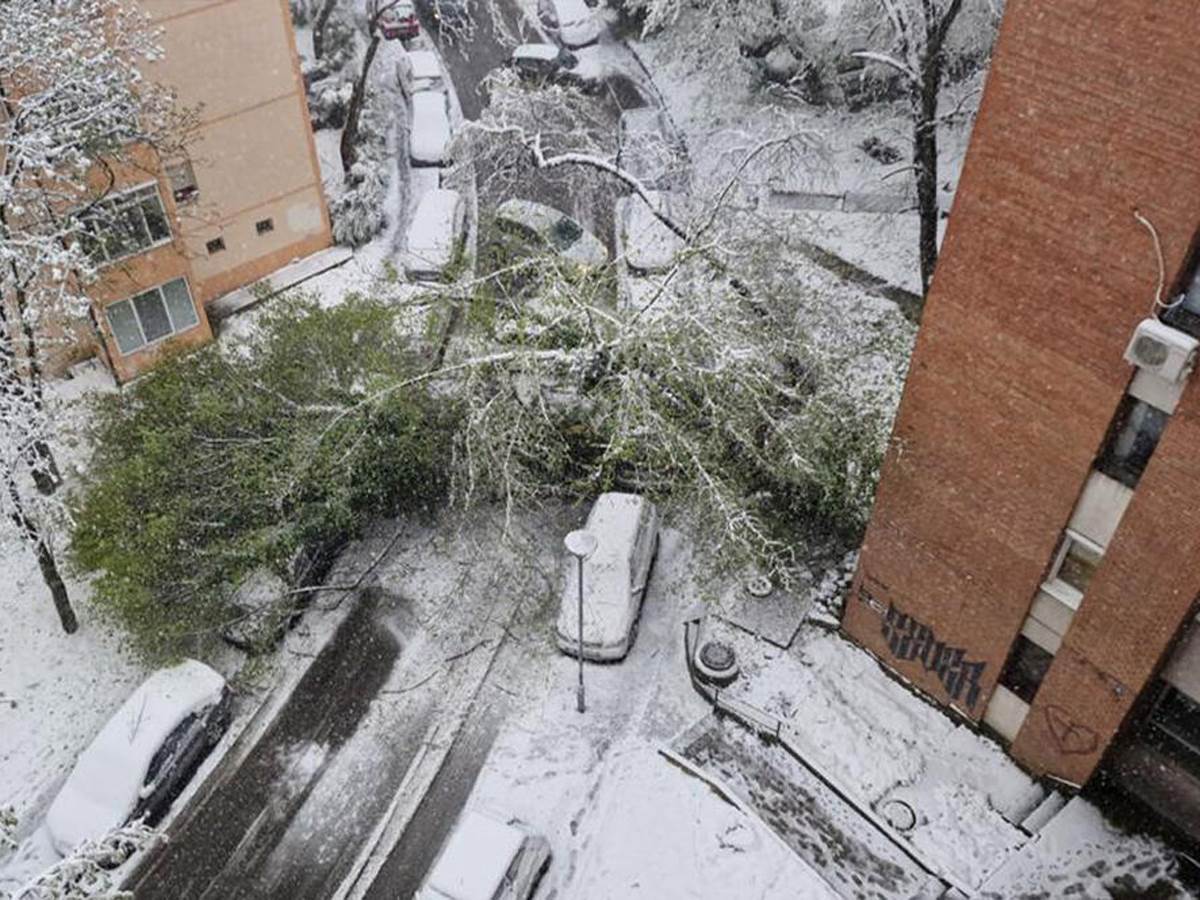  Drvo palo na Karaburmi zbog snega 