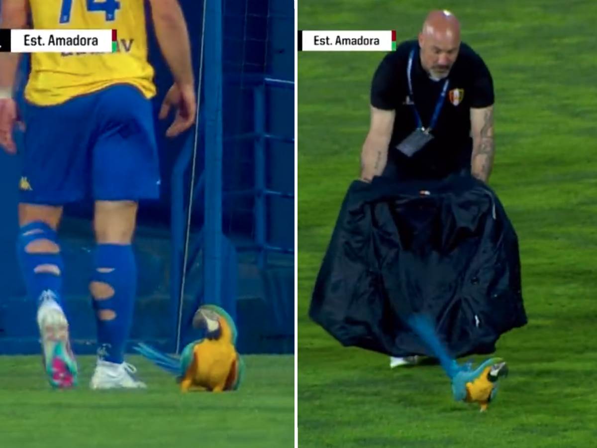  Papagaj prekinuo utakmicu u Portugalu 
