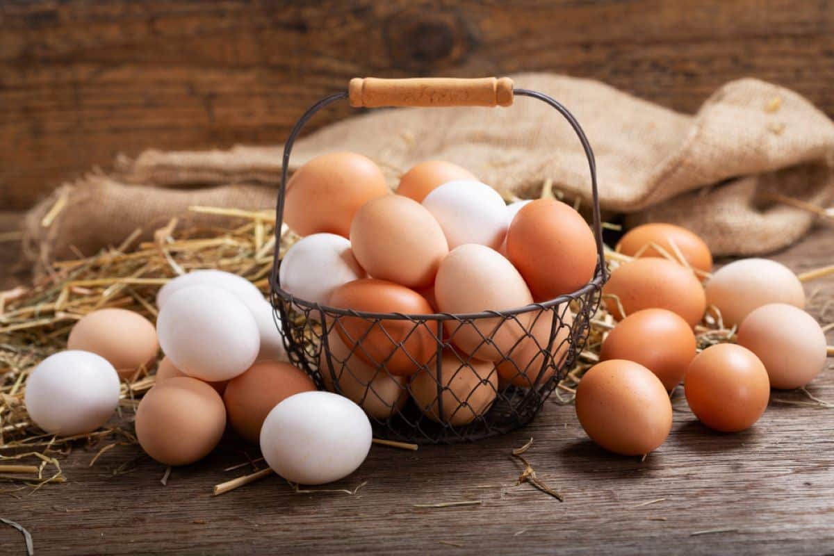  Razlika između belih i smeđih jaja 