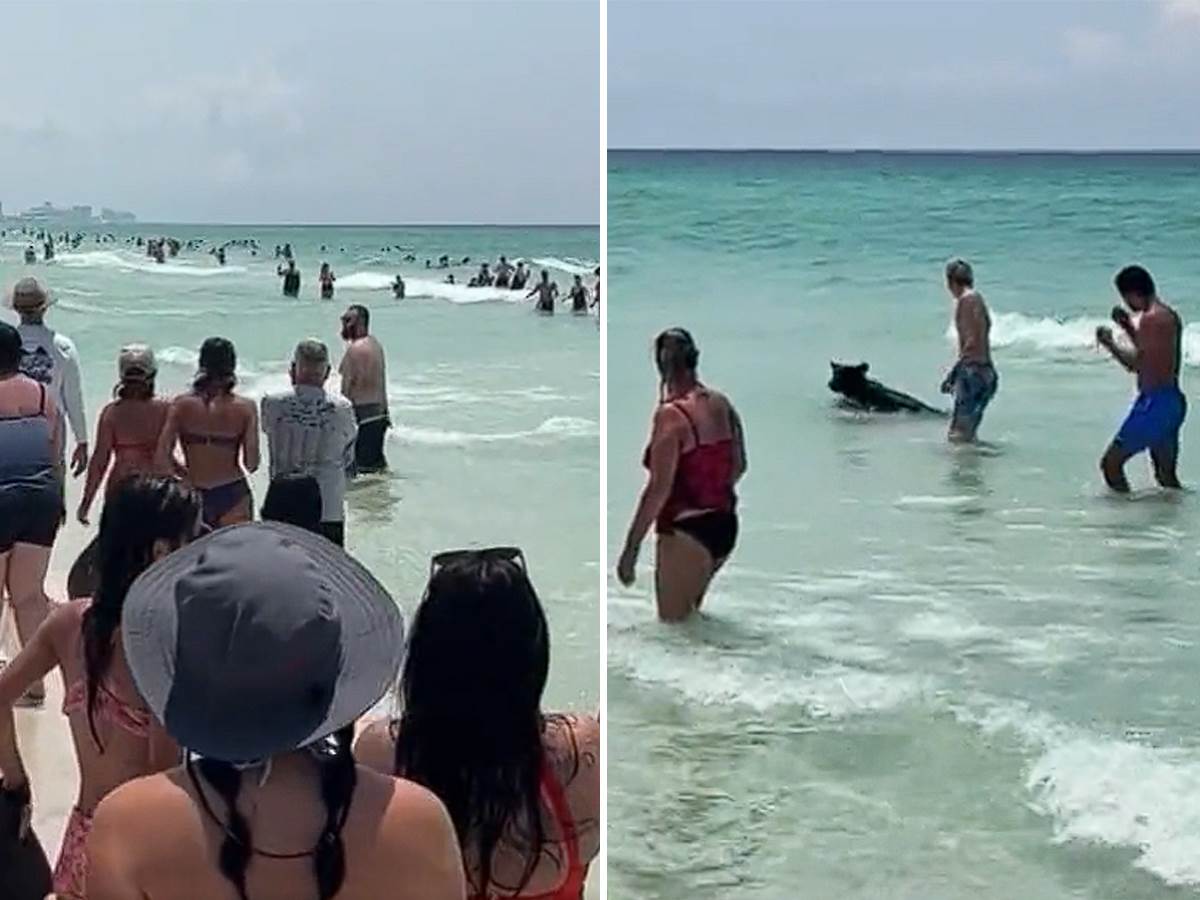  Medved se kupao u okeanu na Floridi 