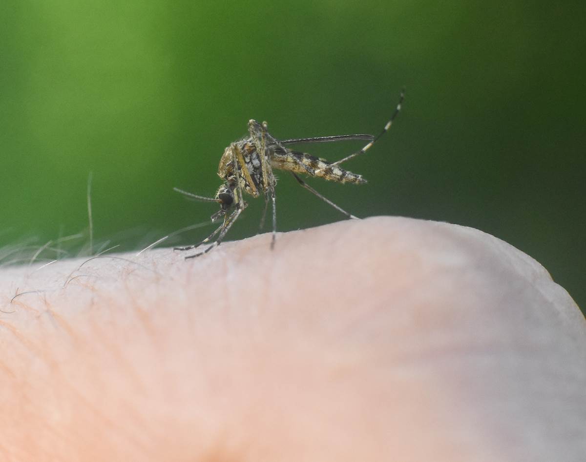  Kako oterati komarce 7 prirodnih načina 