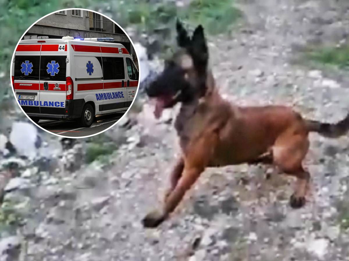  Najnoviji detalji napada psa na dete u Sremčici 