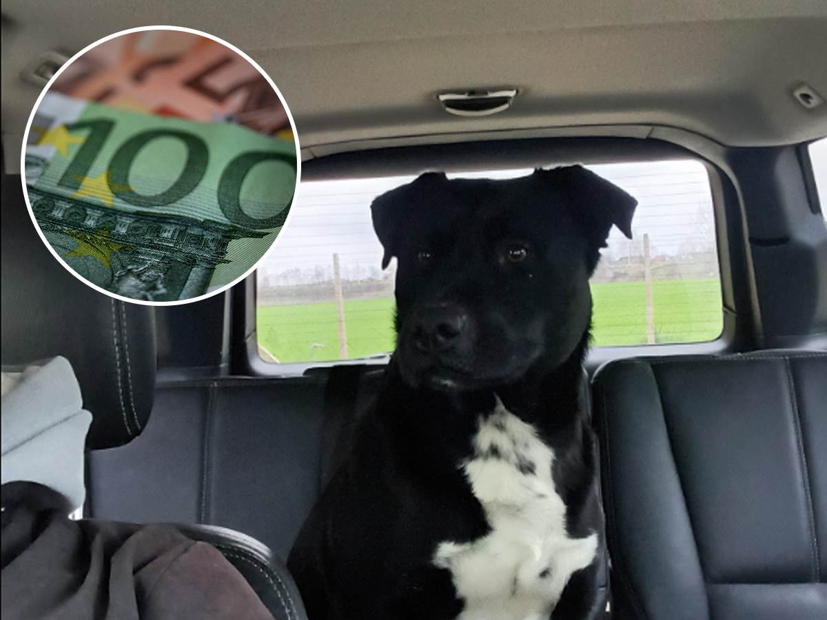  Srbin nudi 10000 evra nagradu onome ko mu pronađe psa 