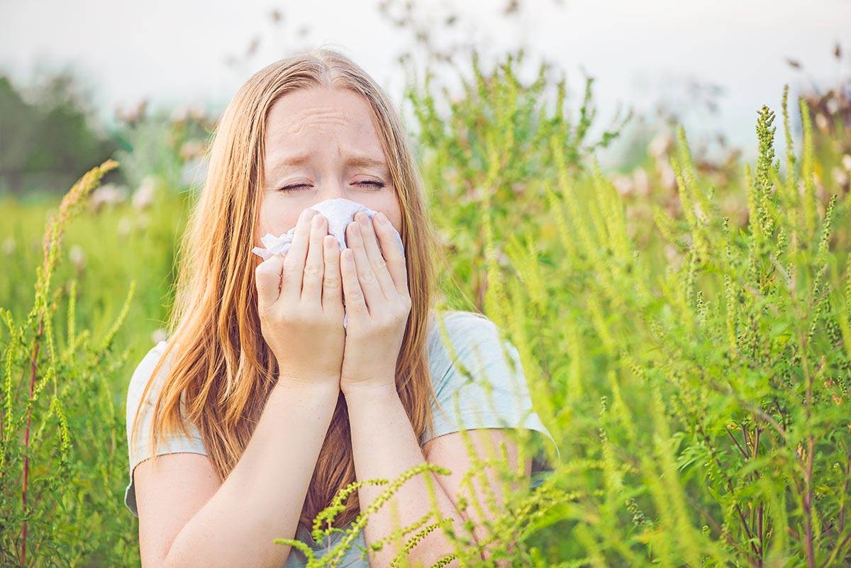  Simptomi alergije na ambroziju 
