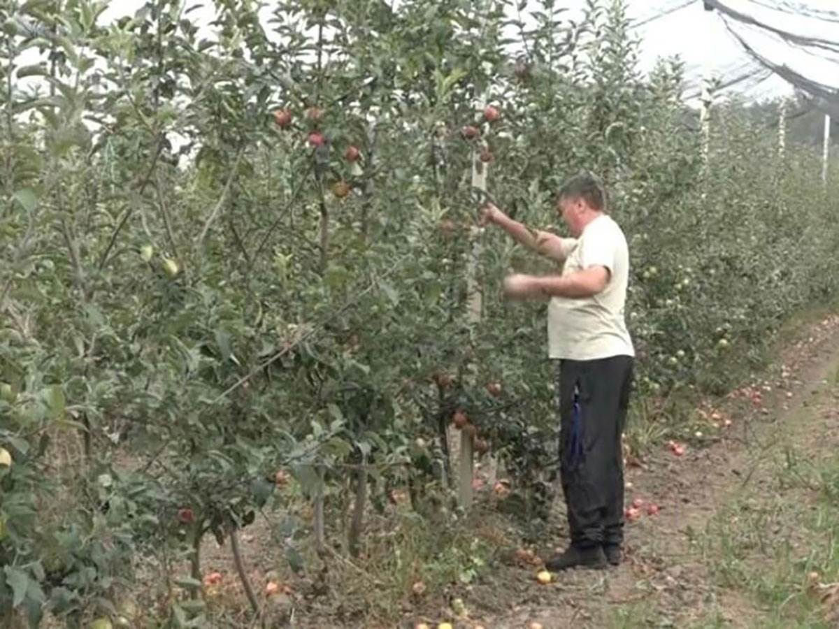 Stoje u redu da kupe njegovo voće! Zoran iz Ušća prska jabuke do 20 puta: &#34;Zdravije su od neprskanih koje su otrovne&#34;