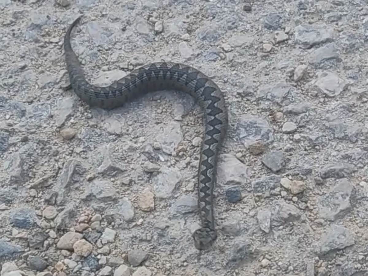 Najezda zmija u Moravičkom okrugu 