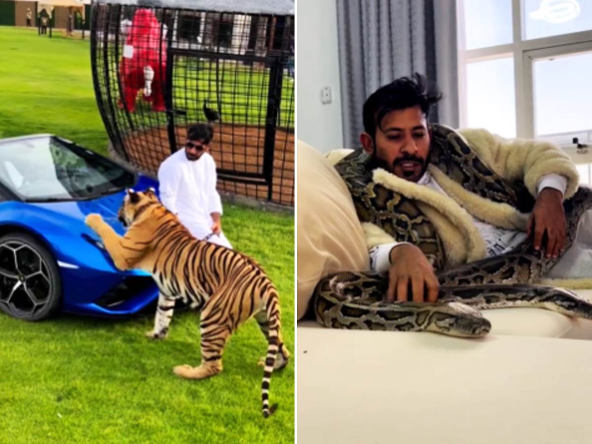  Šeik u Dubaiju drži lavove medvede tigrove kao kućne ljubimce 