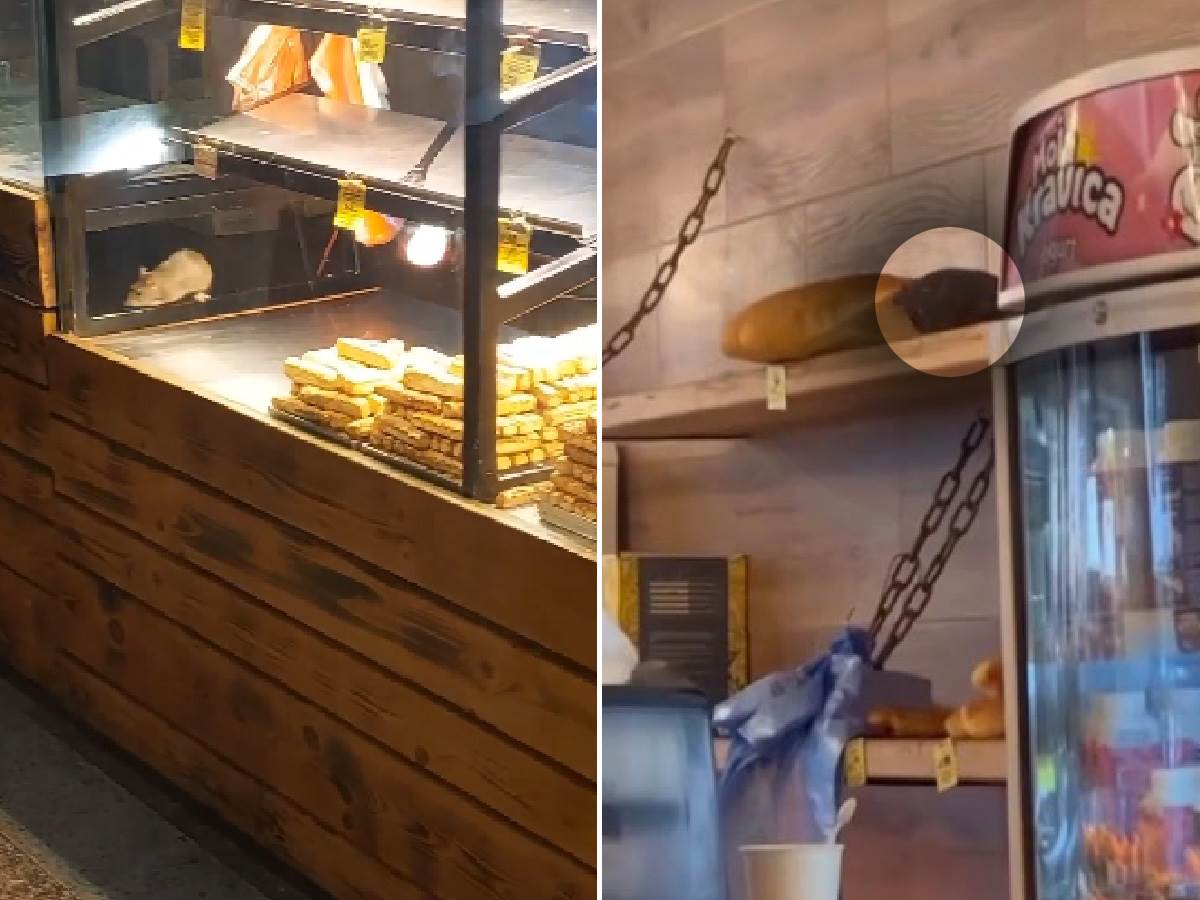  Golub kljuca hleb u pekari u Beogradu 