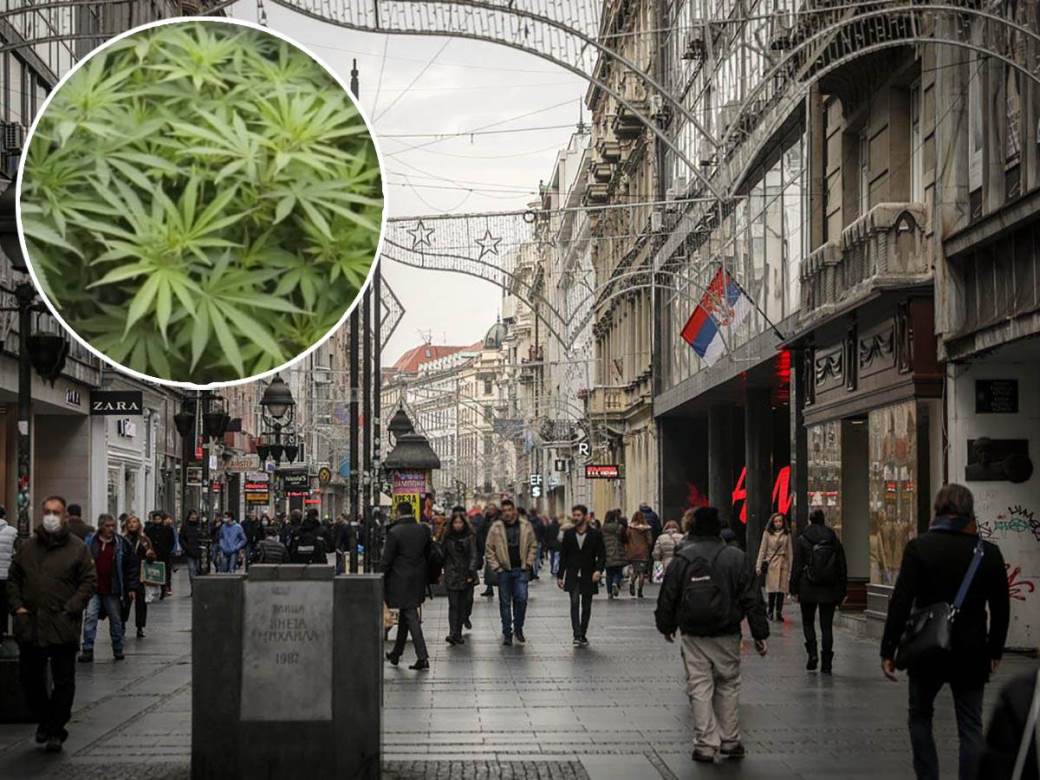  Legalizacija marihuane u Srbiji 