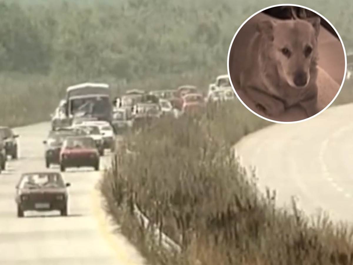  Pas koji je prešao 500 kilometara da bi našao svoje vlasnike izbegle u Oluji 