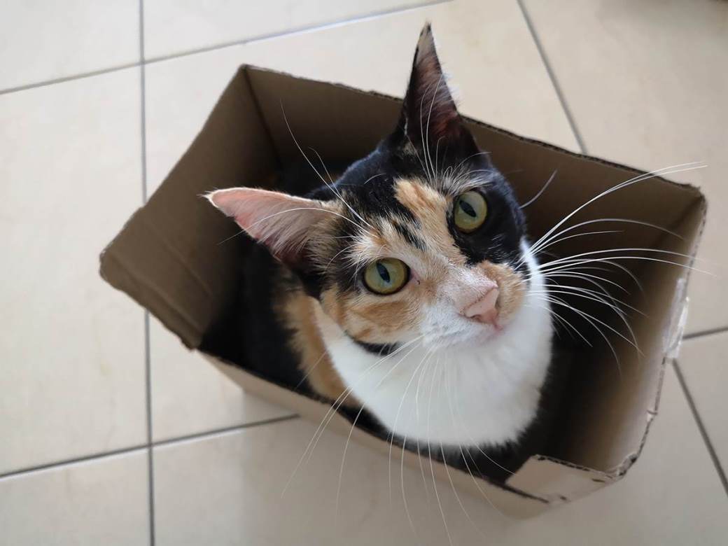  mačka u kutiji 