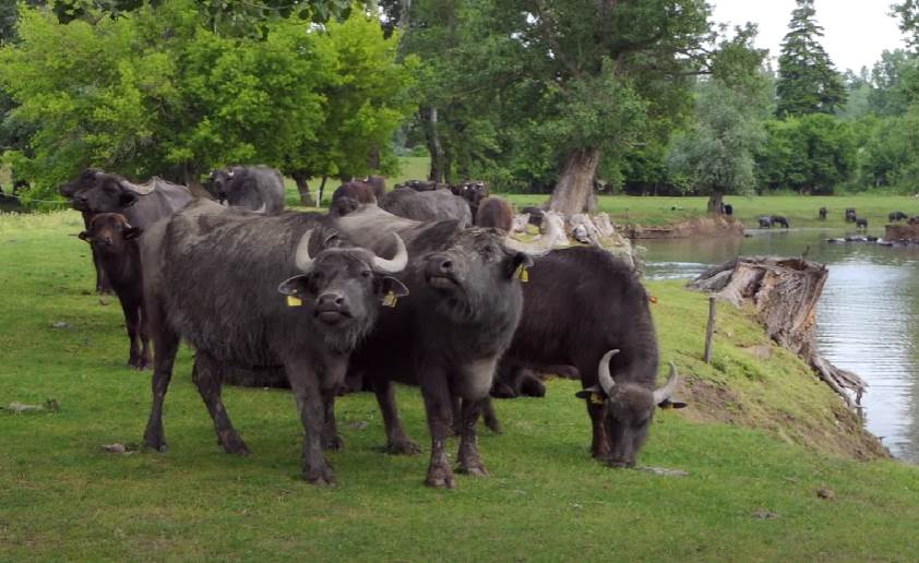  U Vojvodini se već dve dencenije uzgaja vrsta goveda pod nazivom vodeni bivol 