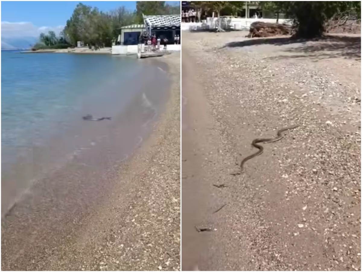  zmija na plaži u Grčkoj 