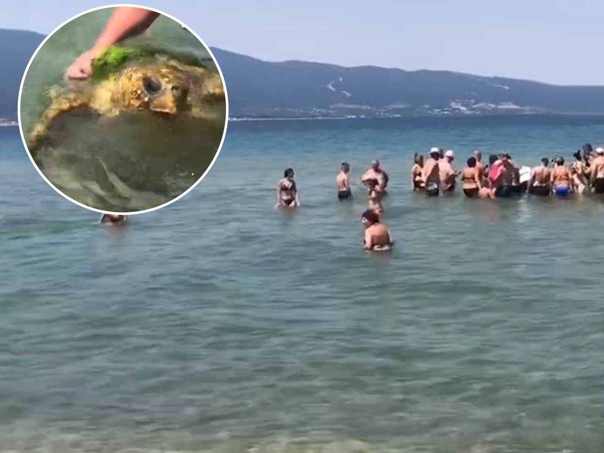  Srbi u Grčkoj vratili kornjaču u more i postali hit u grčkim medijima 