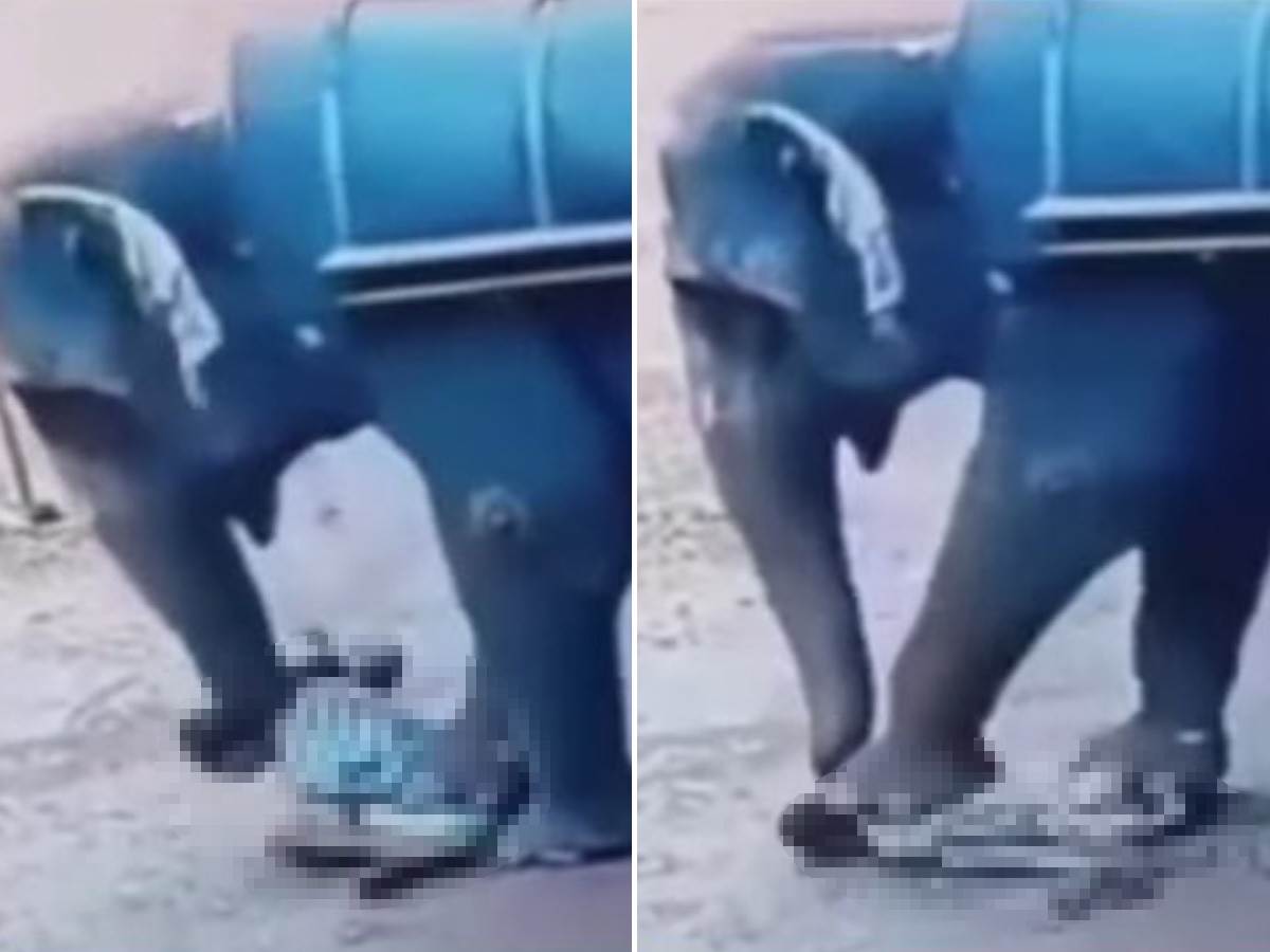  Slon gazi čoveka 